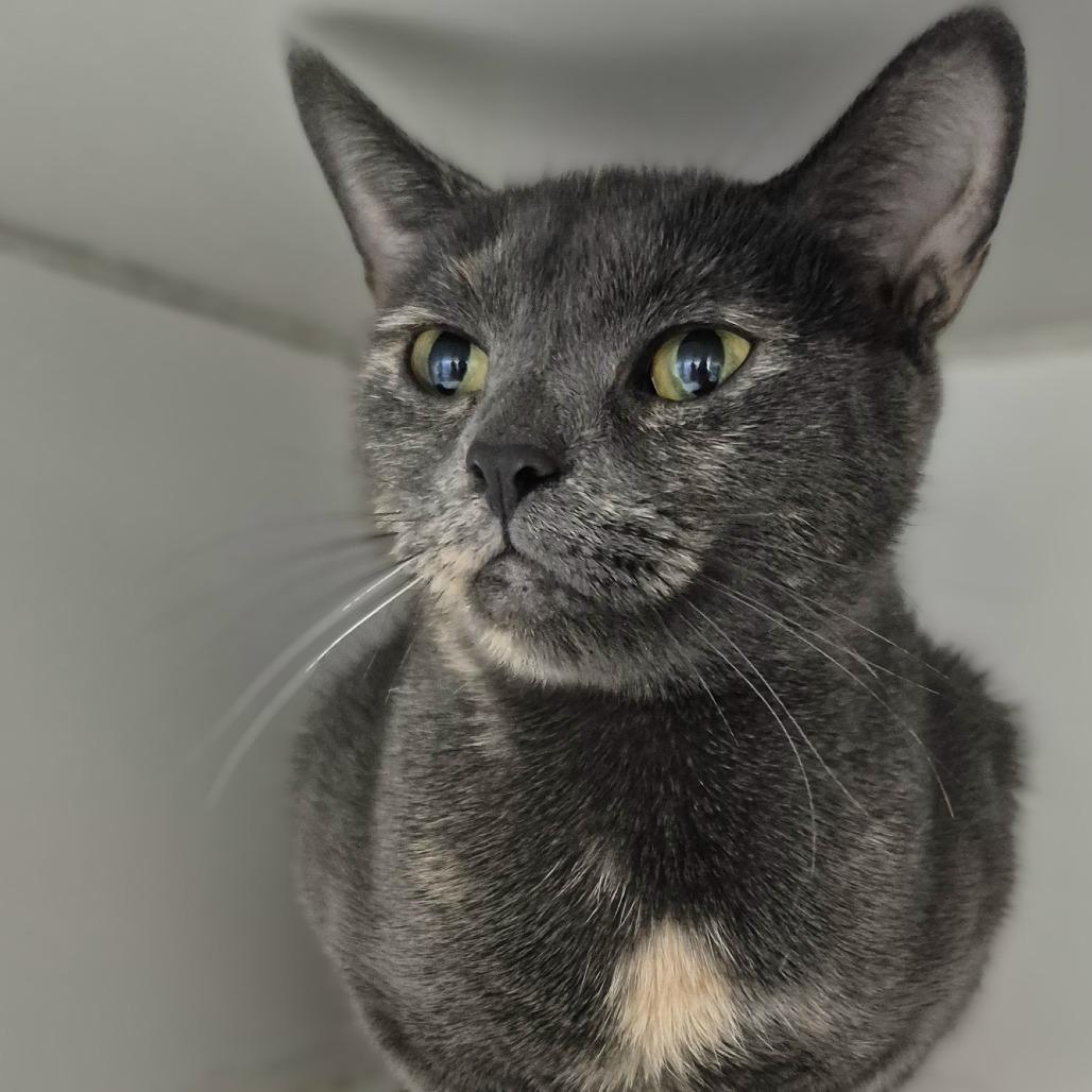 Enlarge Kimmy, a Adoptable Domestic Short Hair in Newark, NJ image 1/4