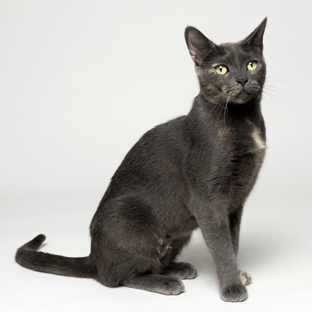 Enlarge Kimmy, a Adoptable Domestic Short Hair in Newark, NJ image 2/4