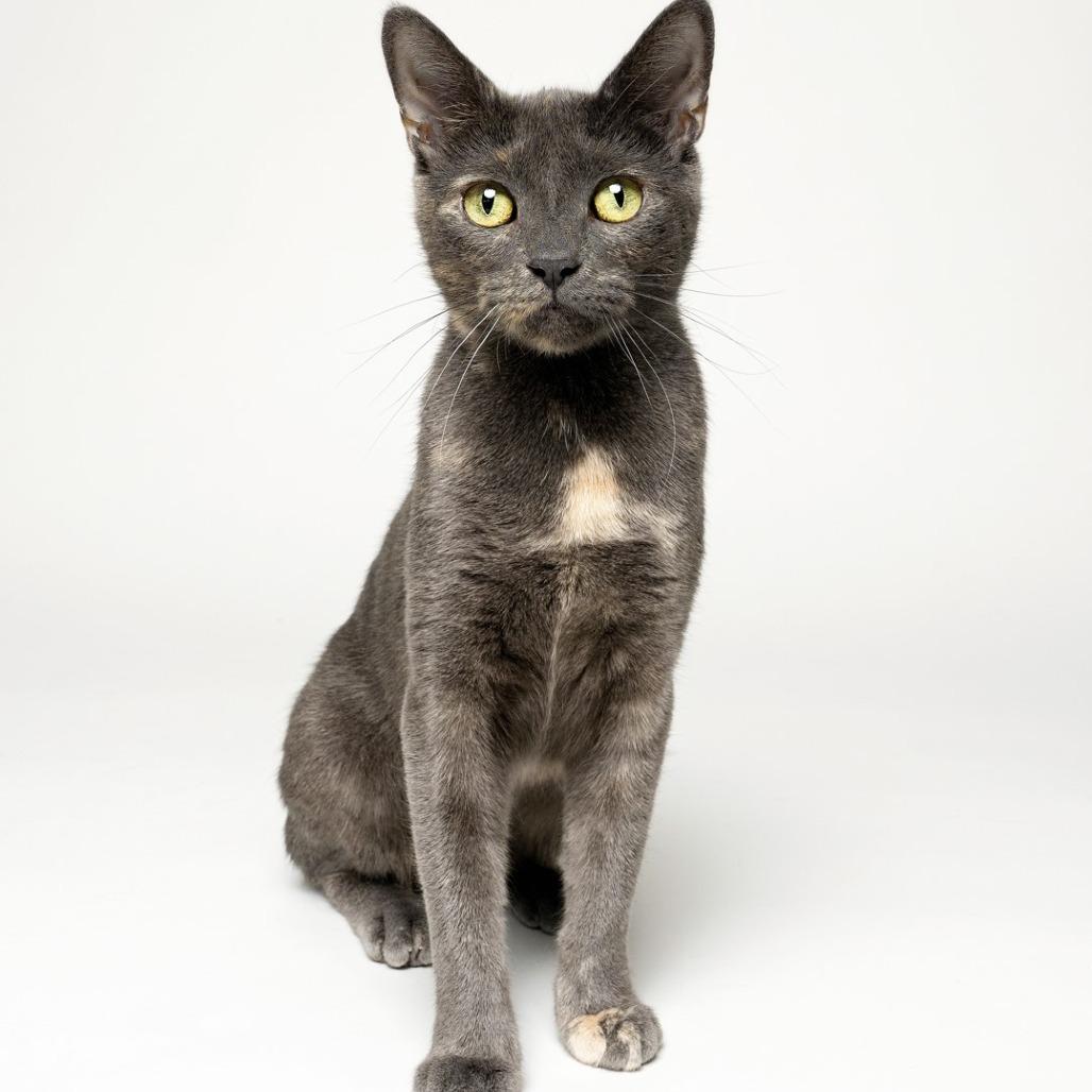 Enlarge Kimmy, a Adoptable Domestic Short Hair in Newark, NJ image 3/4