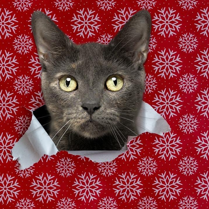 Enlarge Kimmy, a Adoptable Domestic Short Hair in Newark, NJ image 4/4