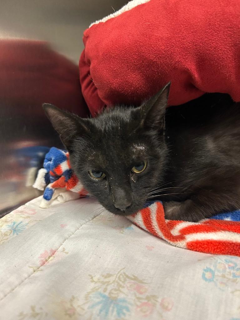 Guru, Adoptable, Young Female Domestic Short Hair.
