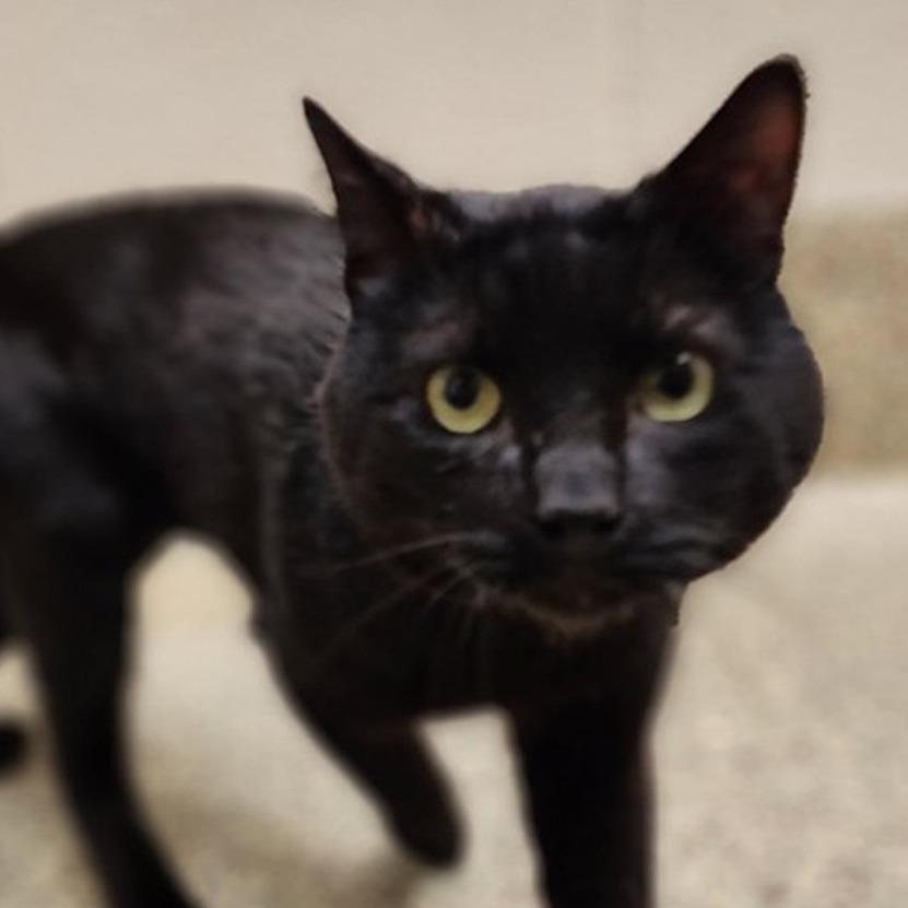 Loki, Adoptable, Adult Male Domestic Short Hair.