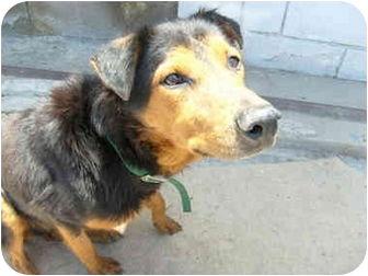 Hema, a Adoptable German Shepherd Dog in San Diego, CA image 2/6