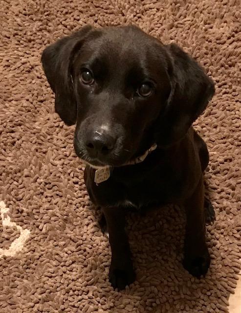 Dixie, adopted, Young Female Labrador Retriever.