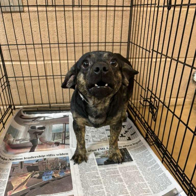 Rico, Adoptable, Adult Male Mixed Breed.