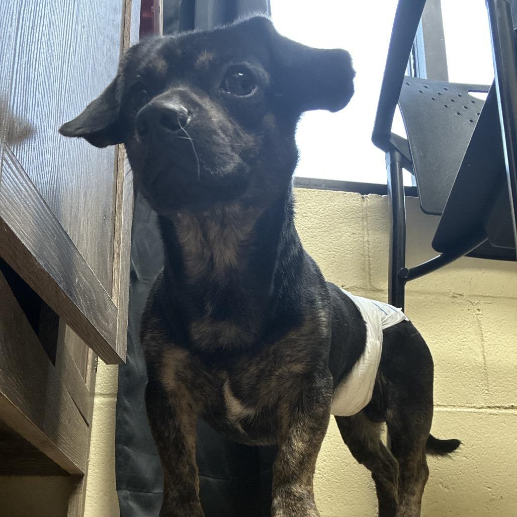 Enlarge Rico, a Adoptable Mixed Breed in Gadsden, AL image 5/6