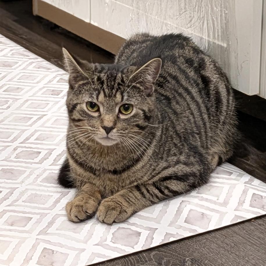 Meatball, Adoptable, Young Male Domestic Short Hair.