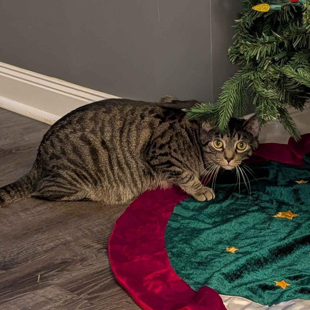 Enlarge Meatball, a Adoptable Domestic Short Hair in Medina, OH image 2/5