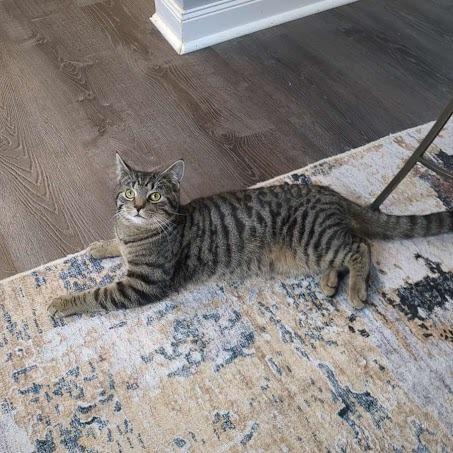 Enlarge Meatball, a Adoptable Domestic Short Hair in Medina, OH image 3/5