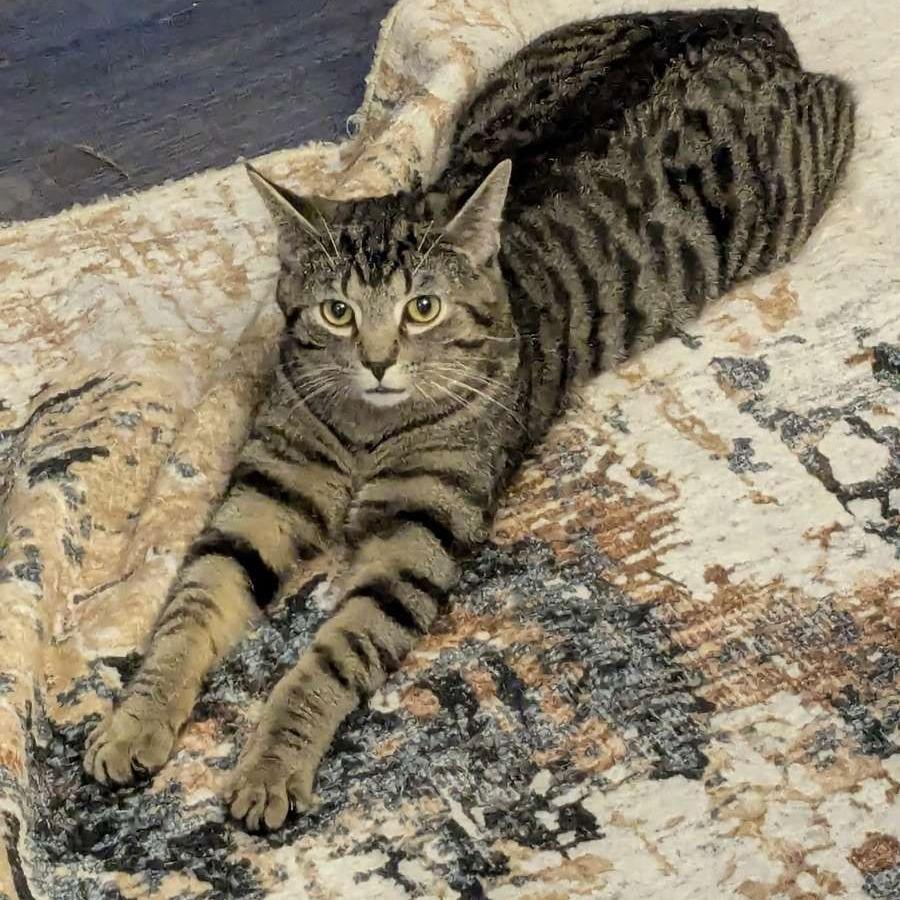 Enlarge Meatball, a Adoptable Domestic Short Hair in Medina, OH image 4/5