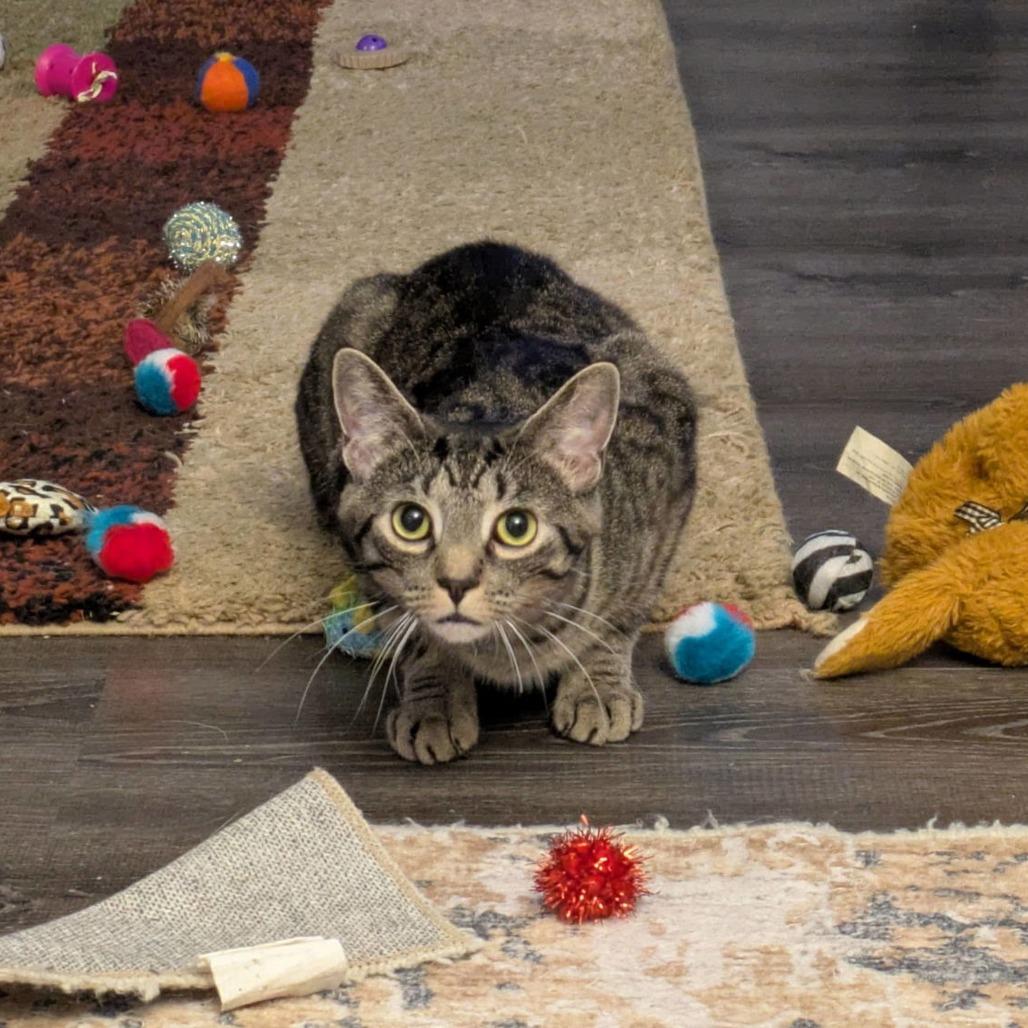 Enlarge Meatball, a Adoptable Domestic Short Hair in Medina, OH image 5/5