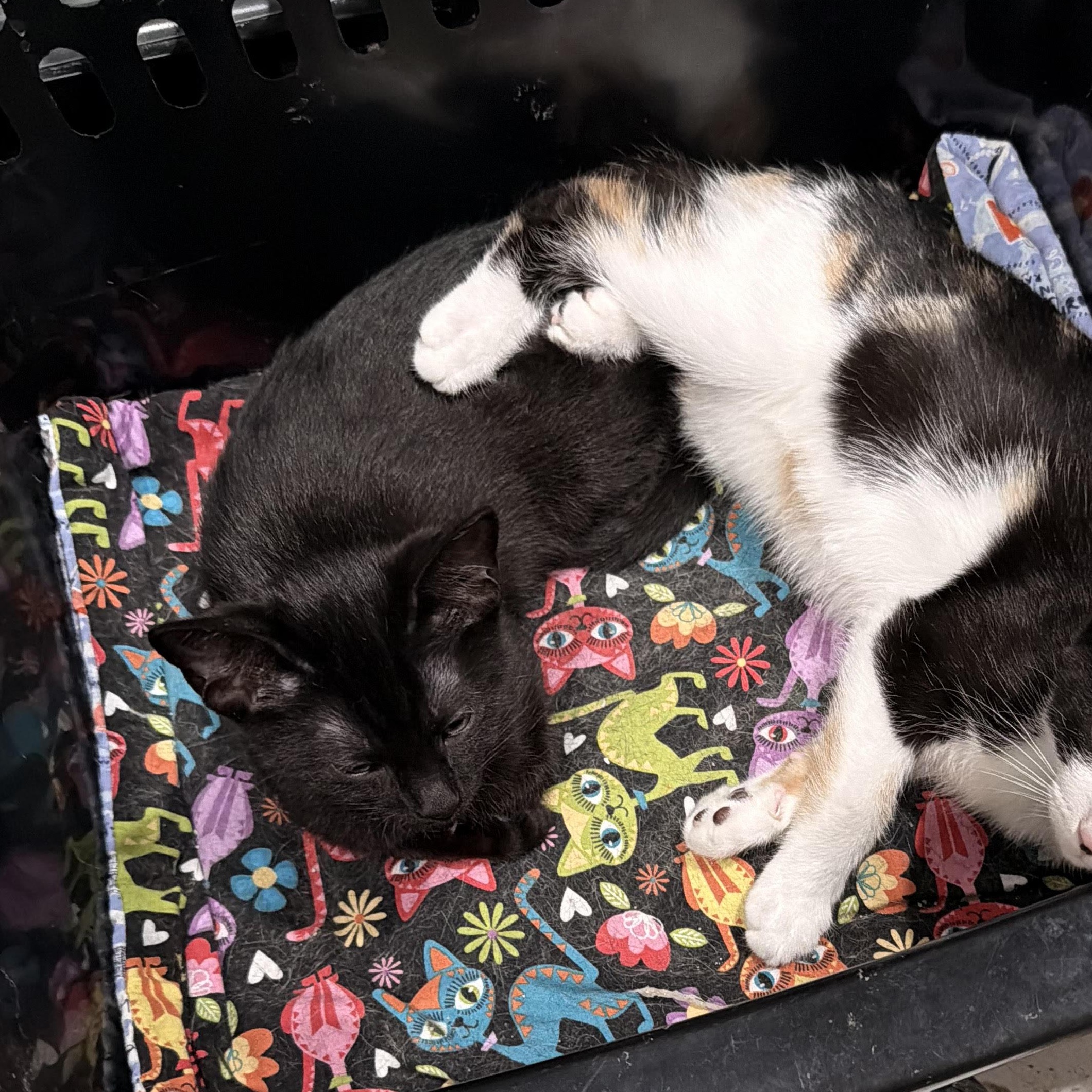 Esme, adopted, Adult Female Domestic Short Hair.