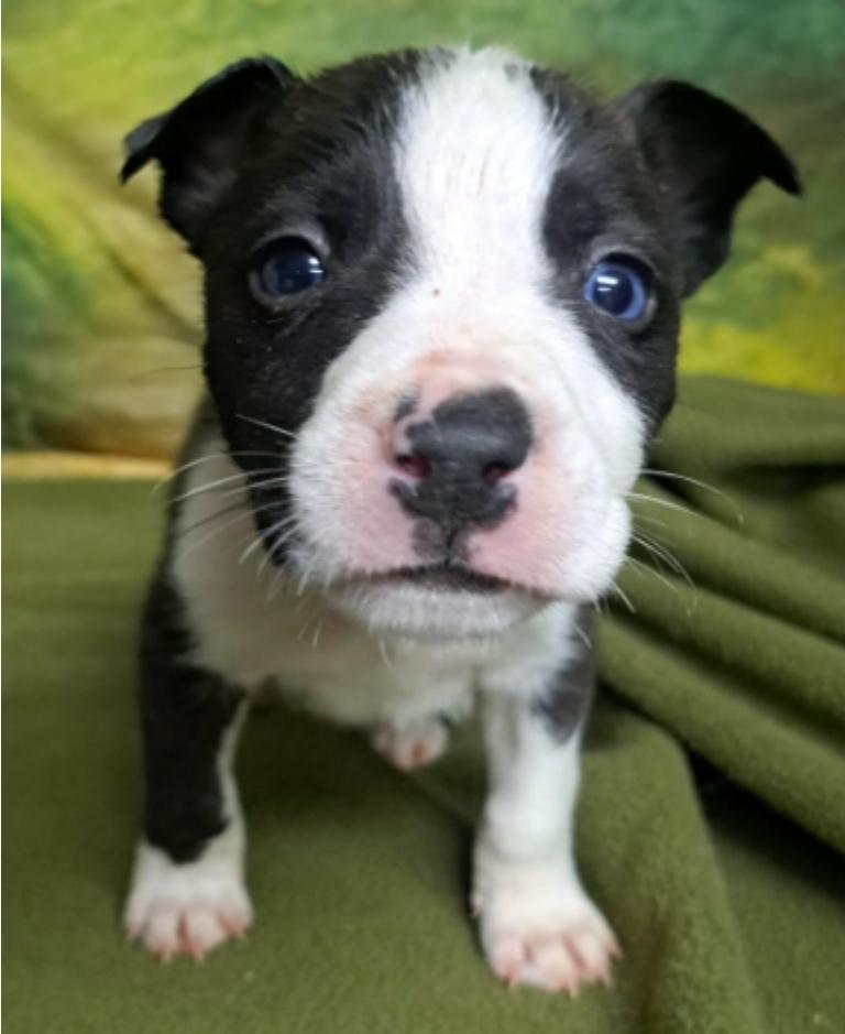Gene, a Adoptable mixed breed in Sedalia, CO image 2/6