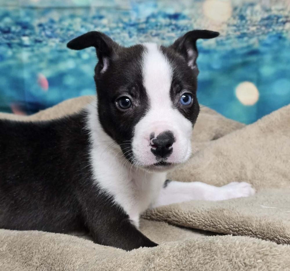 Gene, a Adoptable mixed breed in Sedalia, CO image 3/6