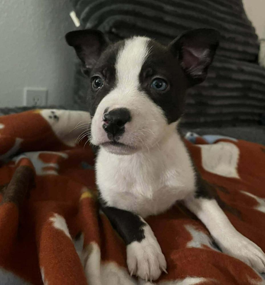 Gene, a Adoptable mixed breed in Sedalia, CO image 6/6