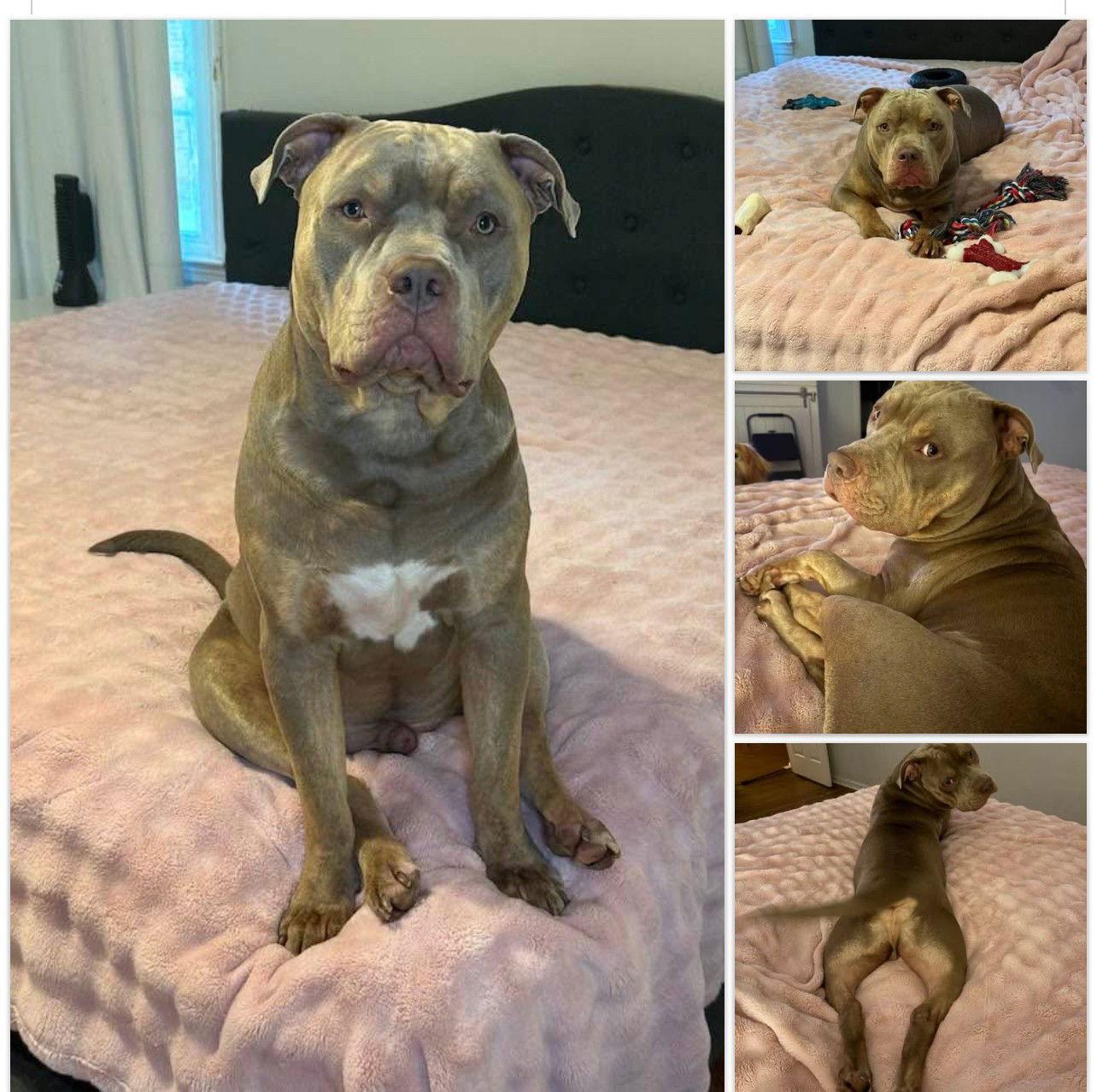 Rocky -, Adoptable, Young Male Pit Bull Terrier.