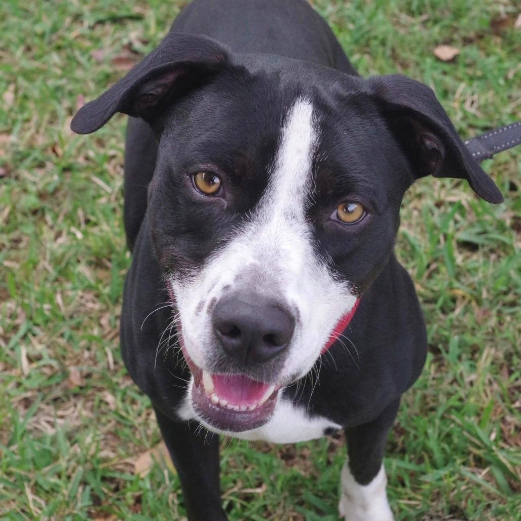Benny, Adoptable, Young Male Labrador Retriever & Mixed Breed.