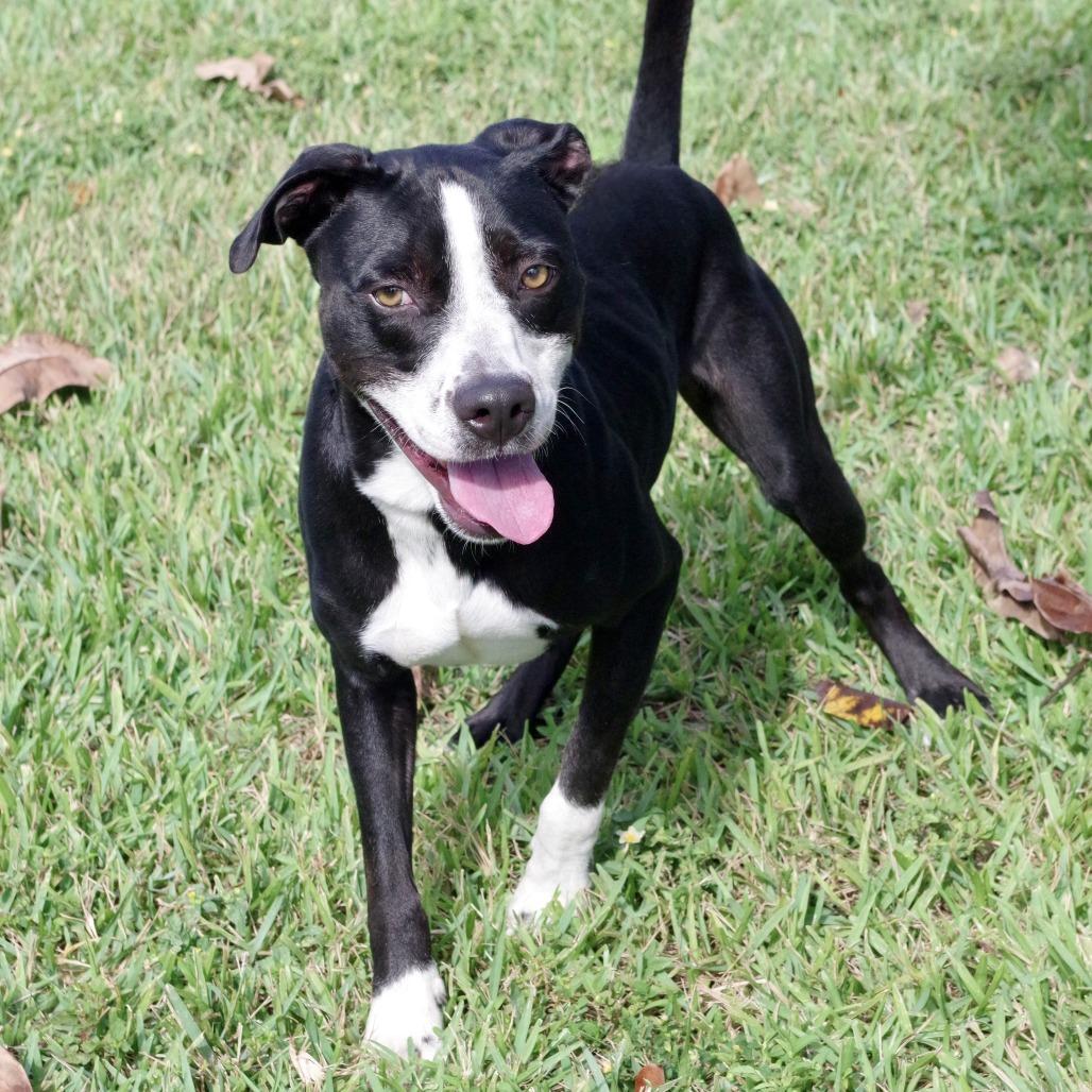 Enlarge Benny, a Adoptable mixed breed in Miami, FL image 1/6