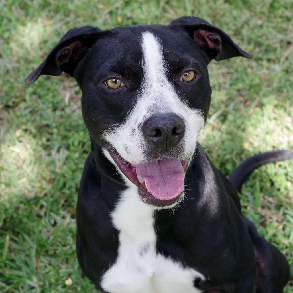 Enlarge Benny, a Adoptable mixed breed in Miami, FL image 3/6