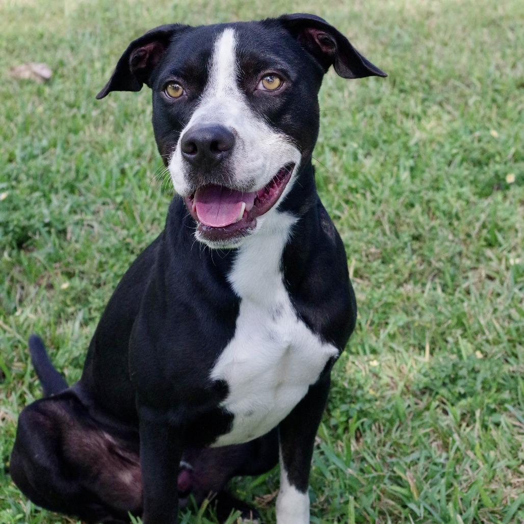 Benny, a Adoptable mixed breed in Miami, FL image 3/6