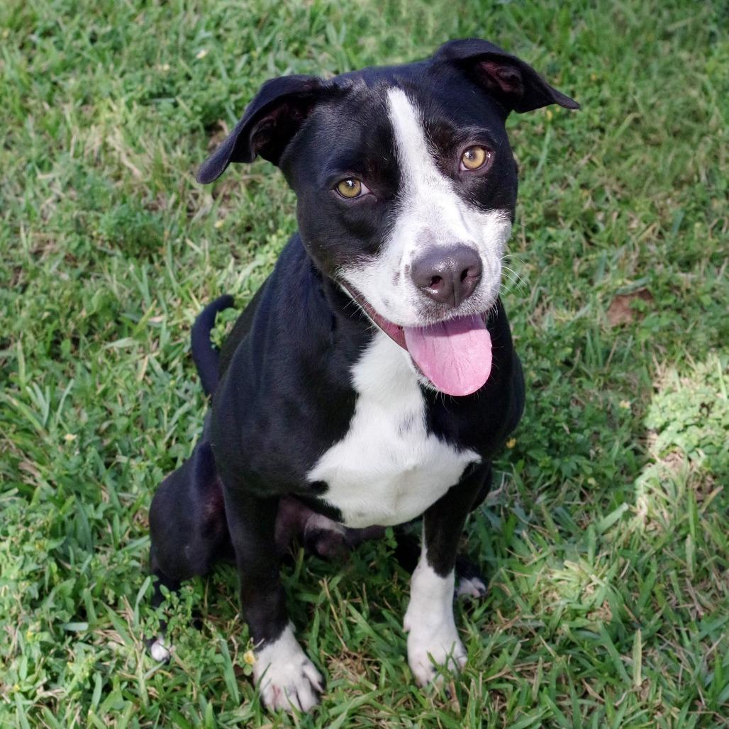 Enlarge Benny, a Adoptable mixed breed in Miami, FL image 5/6