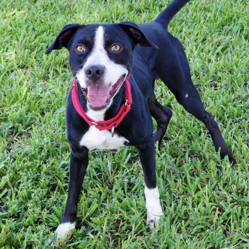 Benny, a Adoptable mixed breed in Miami, FL image 5/6