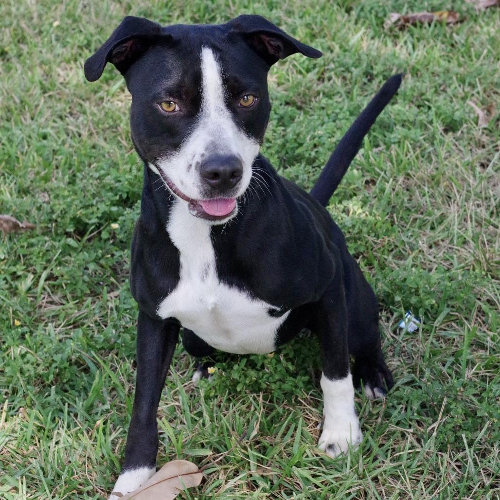 Benny, a Adoptable mixed breed in Miami, FL image 6/6