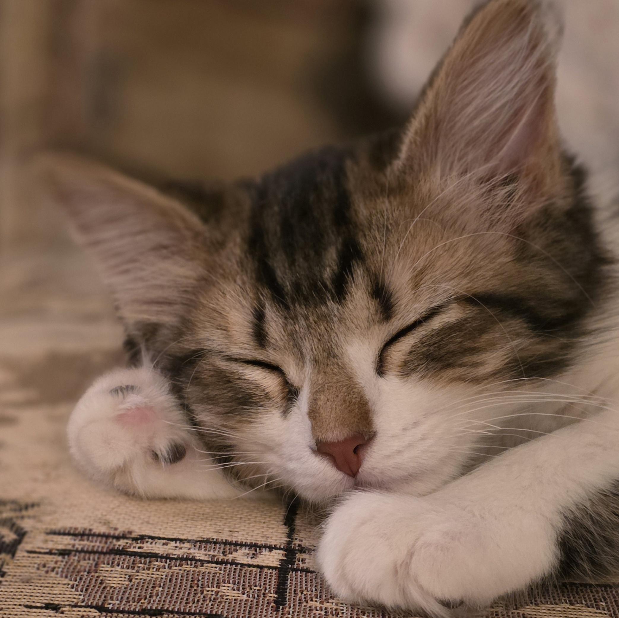 Enlarge 30112025T, a Adopted Domestic Short Hair in Kamloops, BC image 1/6