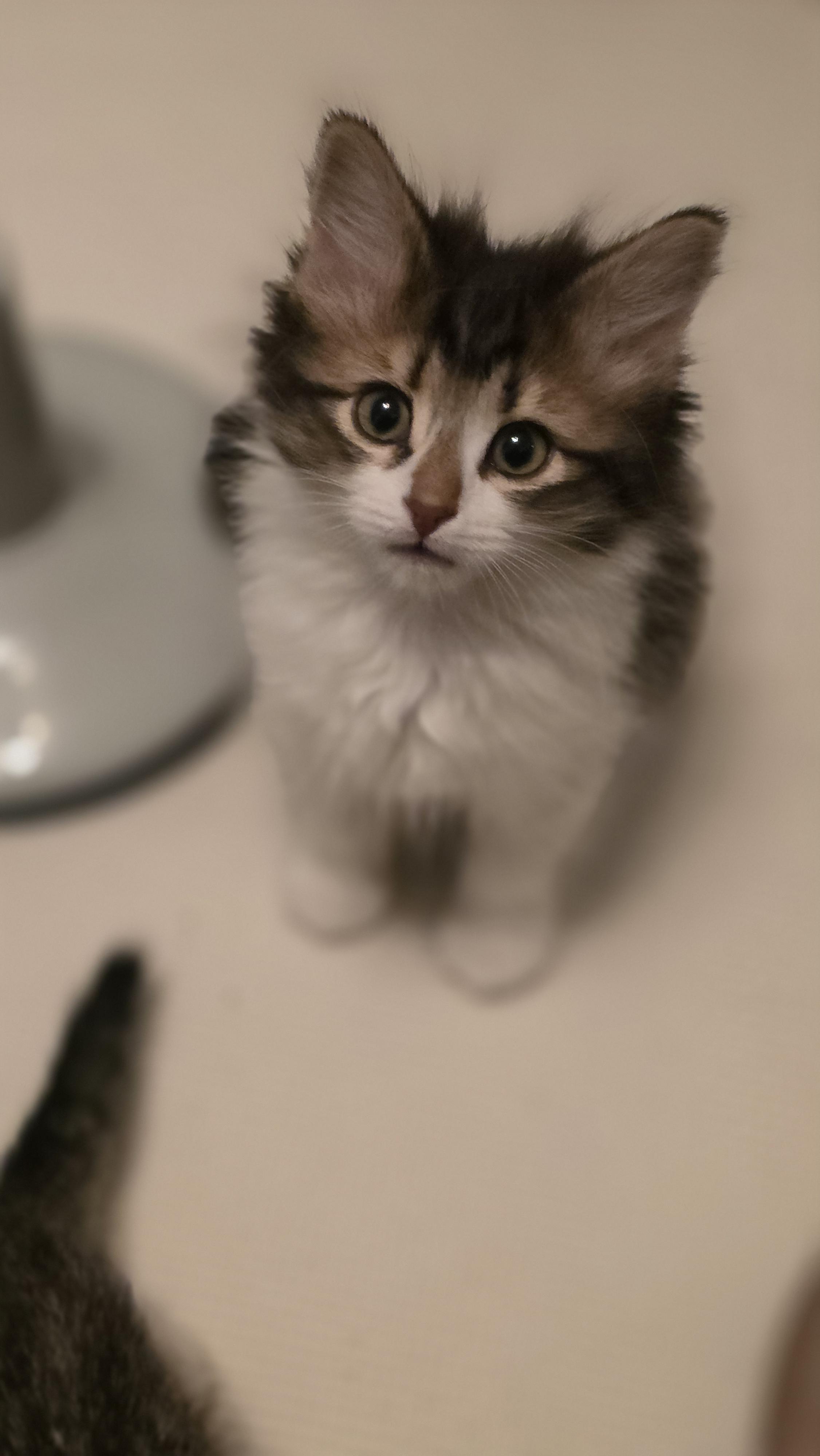 Enlarge 30112025T, a Adopted Domestic Short Hair in Kamloops, BC image 2/6