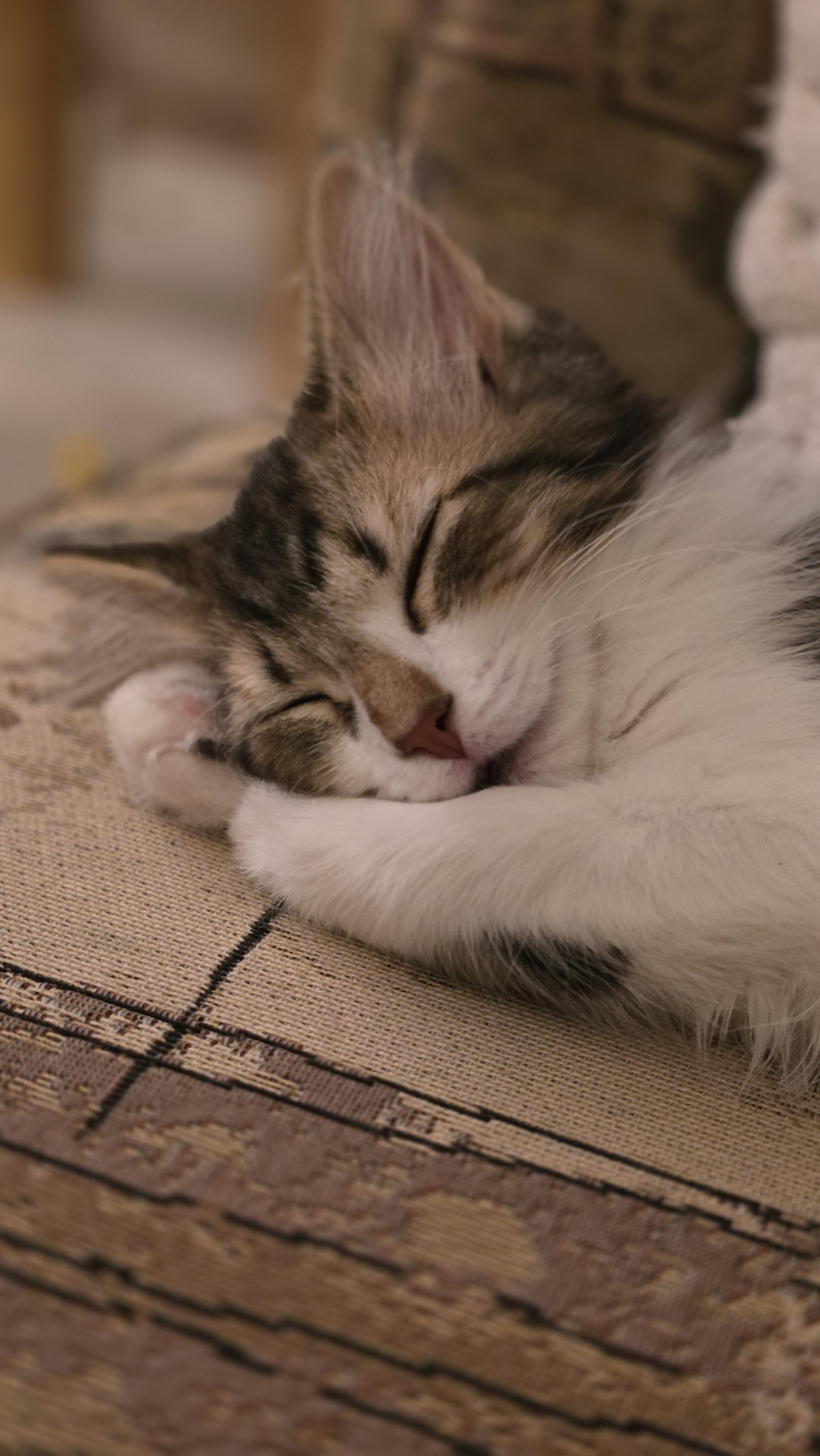 Enlarge 30112025T, a Adopted Domestic Short Hair in Kamloops, BC image 3/6