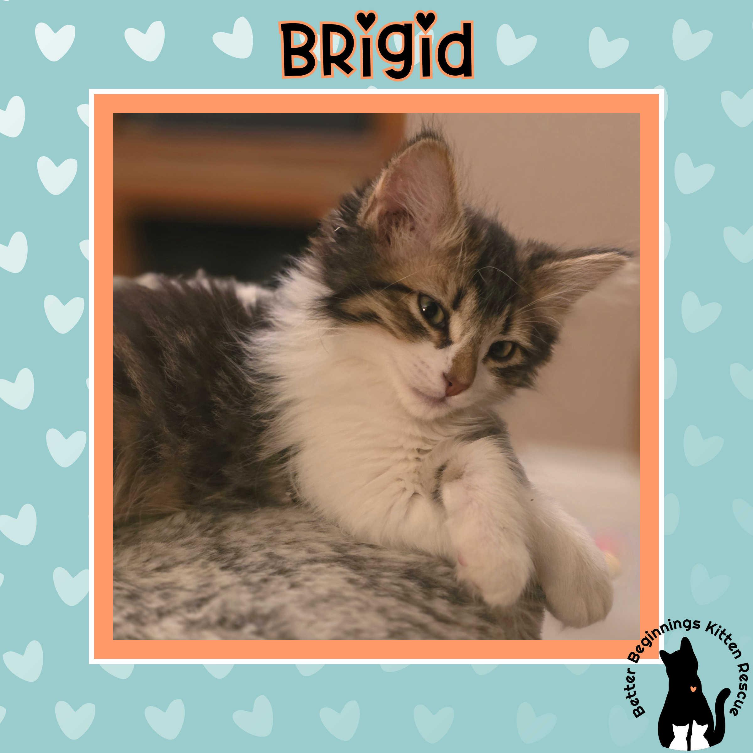 Enlarge 30112025T, a Adopted Domestic Short Hair in Kamloops, BC image 4/6