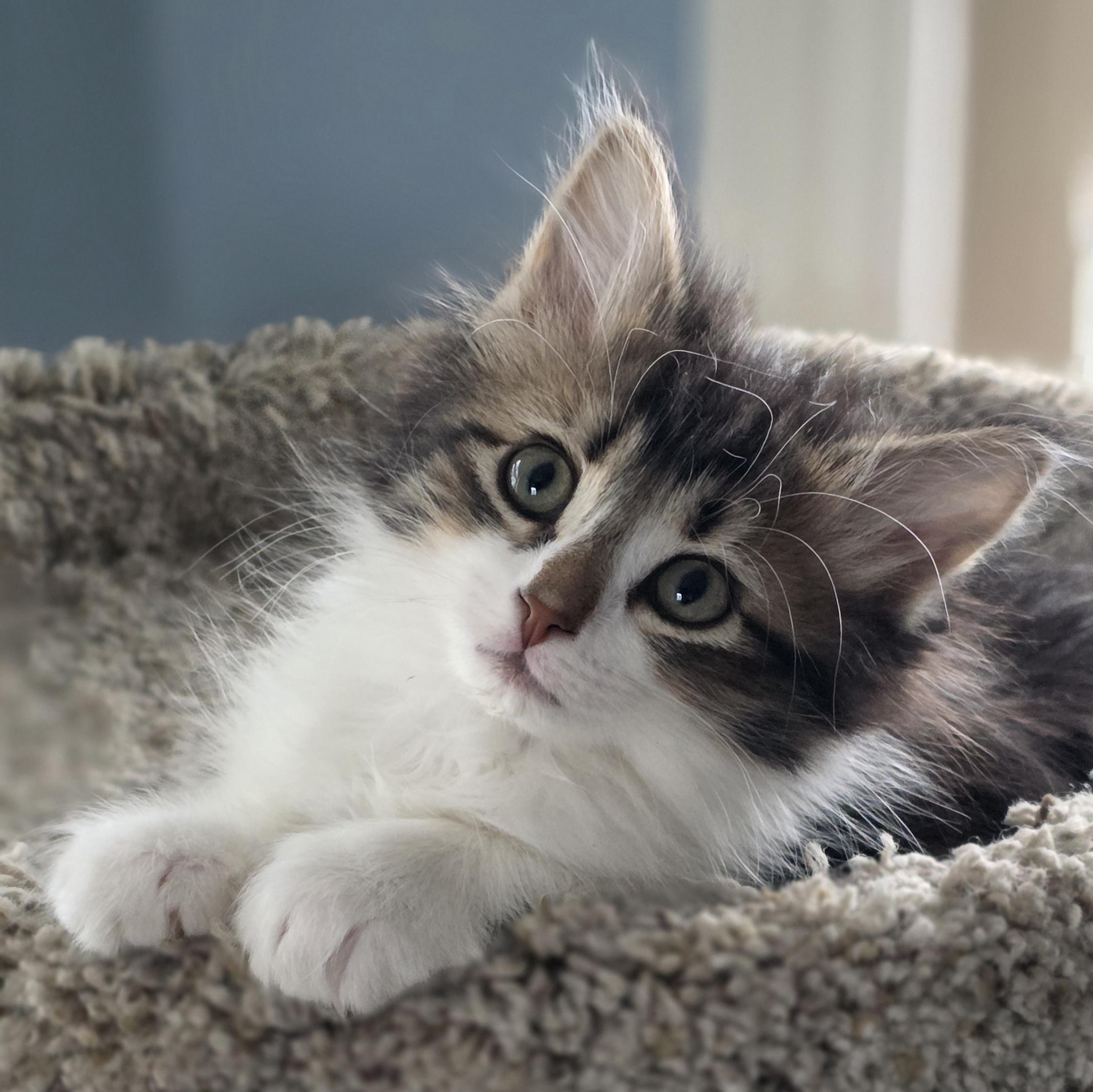 Enlarge 30112025T, a Adopted Domestic Short Hair in Kamloops, BC image 5/6