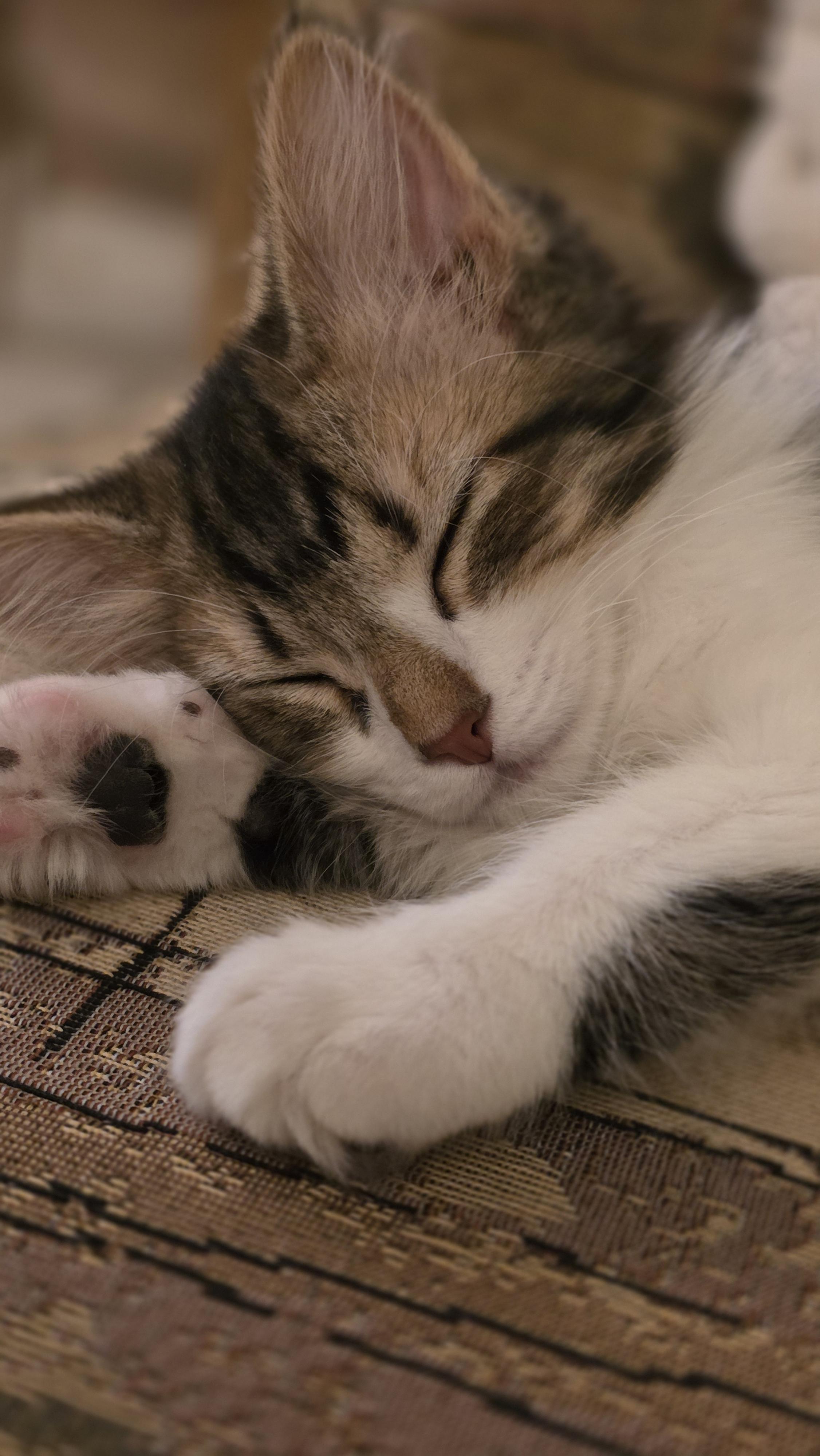 Enlarge 30112025T, a Adopted Domestic Short Hair in Kamloops, BC image 6/6