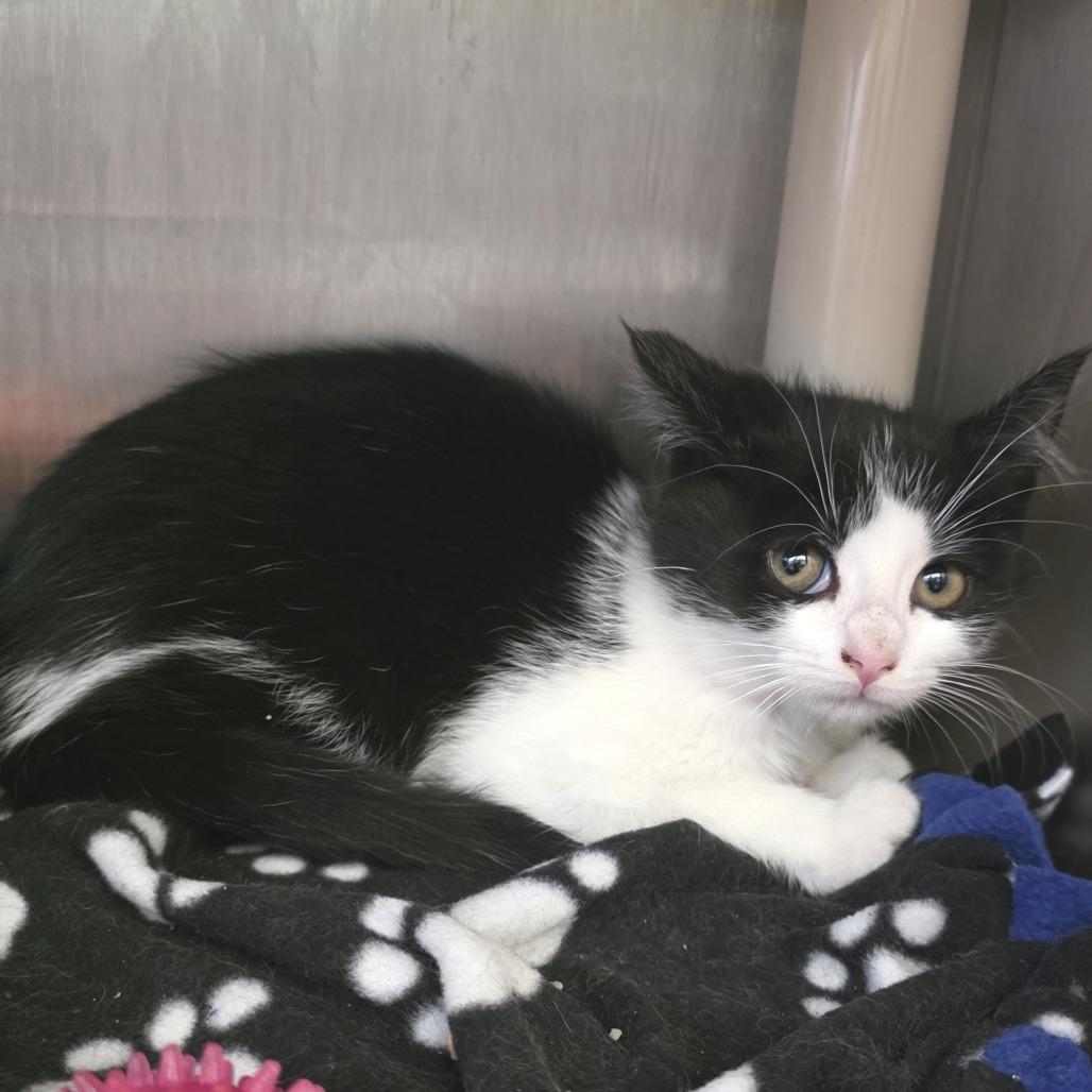 Meatlug, Adoptable, Kitten Female Domestic Short Hair.