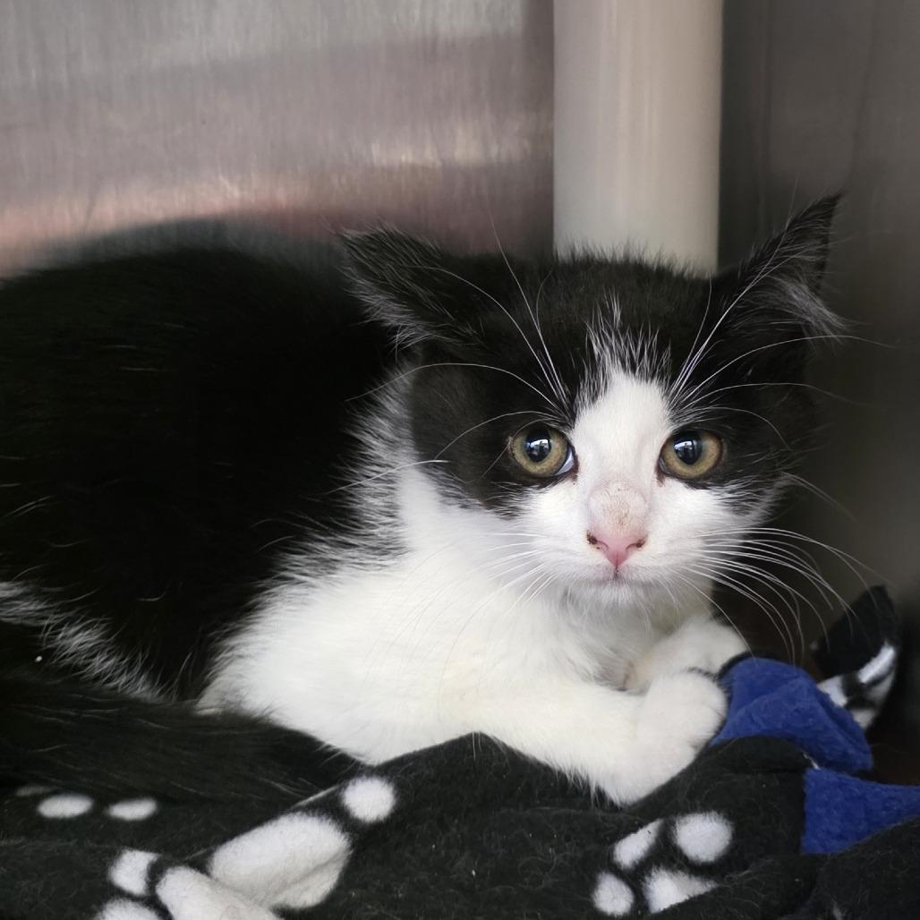 Enlarge Meatlug, a Adoptable Domestic Short Hair in Fort Wayne, IN image 2/4