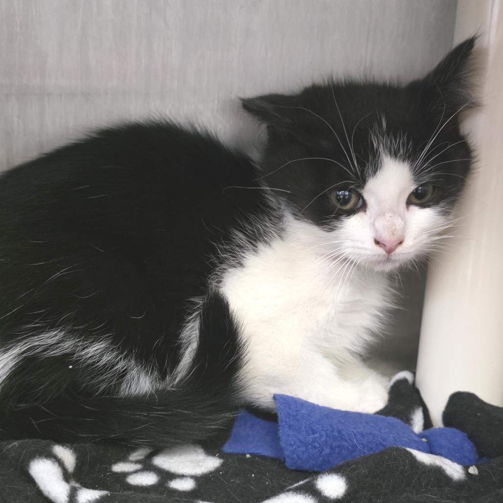 Enlarge Meatlug, a Adoptable Domestic Short Hair in Fort Wayne, IN image 3/4