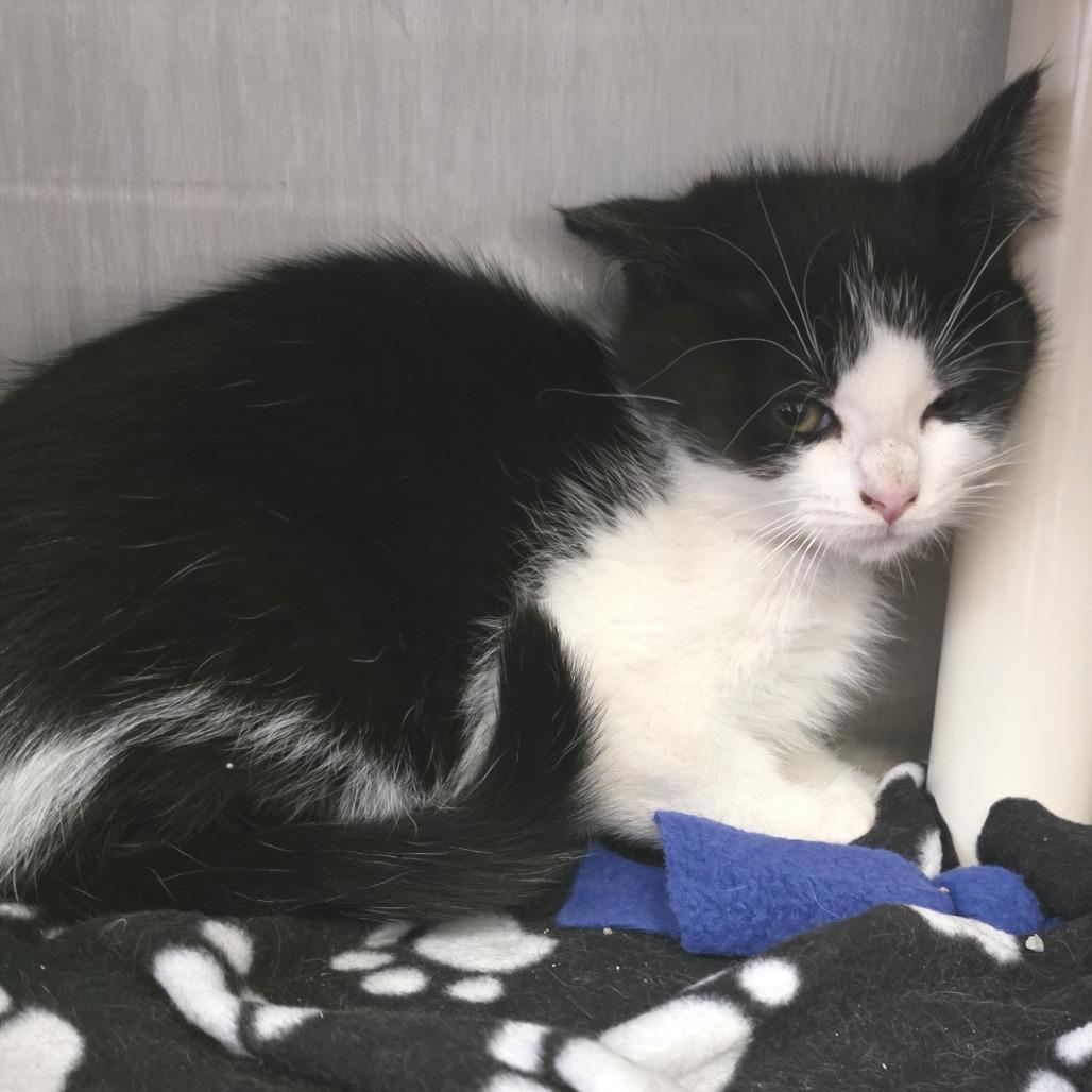 Enlarge Meatlug, a Adoptable Domestic Short Hair in Fort Wayne, IN image 4/4