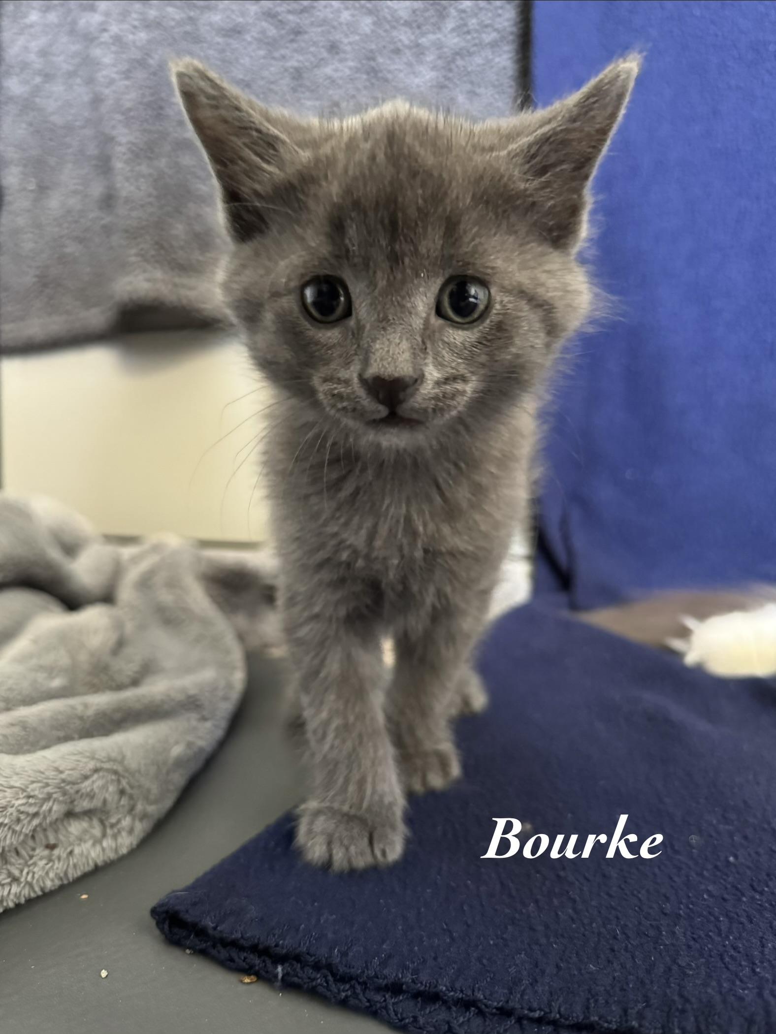 Bourke, adopted, Kitten Male Domestic Medium Hair.