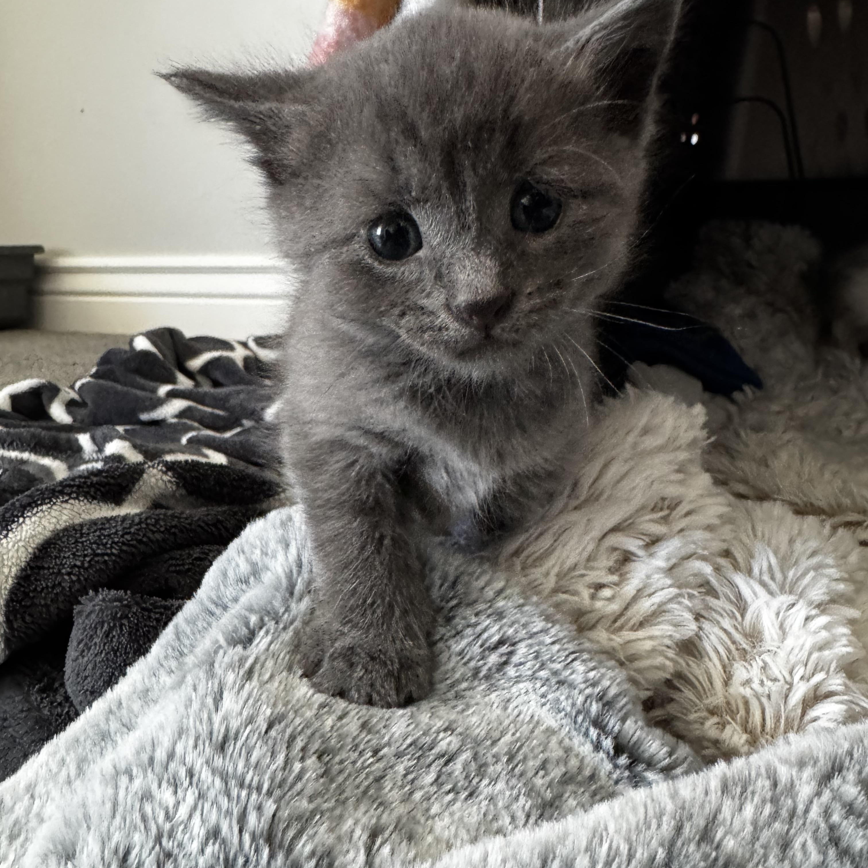 Bourke, an adopted mixed breed in Murphysboro, IL image 2/2