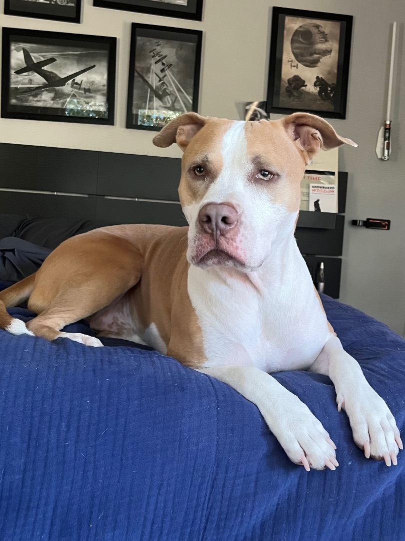 Buy pit bull terrier american staffordshire terrier mix Store