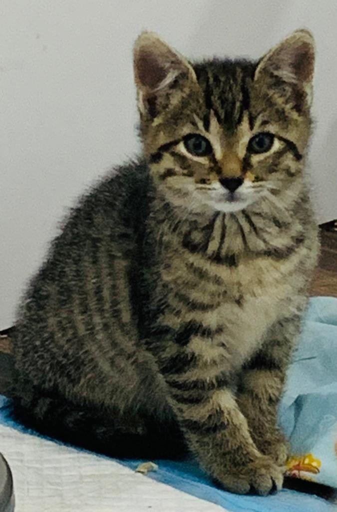 Cash, Adopted, Kitten Male Domestic Short Hair.