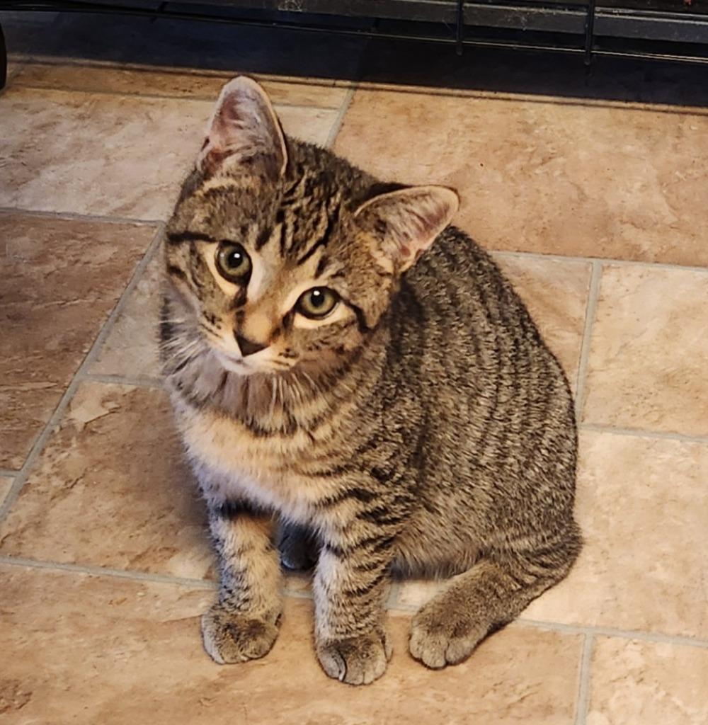 Enlarge Cash, a Adopted mixed breed in Brainardsville, NY image 2/2