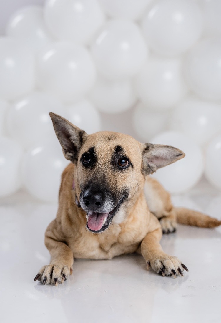 Venus, Adoptable, Young Female German Shepherd Dog & Mixed Breed.