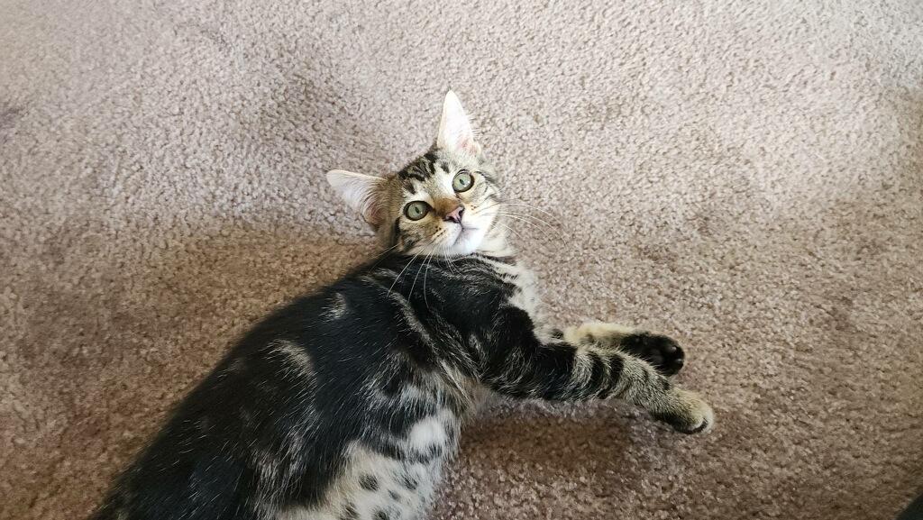 Breezie, a ADOPTABLE Domestic Medium Hair in Westland, MI image 3/4