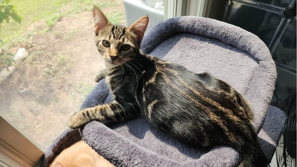 Breezie, a ADOPTABLE Domestic Medium Hair in Westland, MI image 4/4