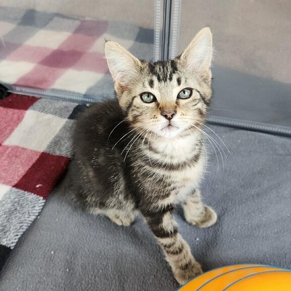 Breezie, a ADOPTABLE Domestic Medium Hair in Westland, MI image 2/4
