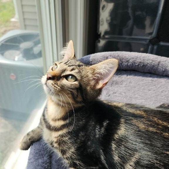 Breezie, ADOPTABLE, Young Female Domestic Medium Hair.