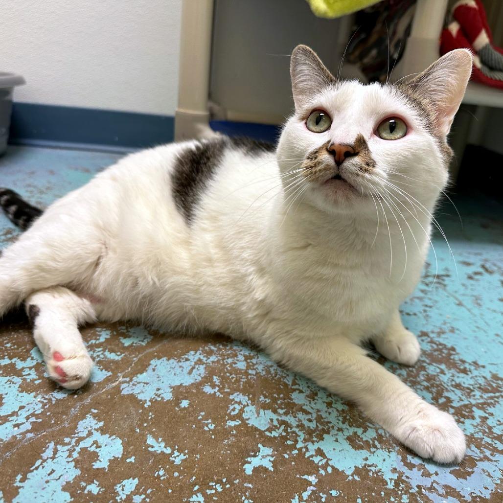 Plato, Adoptable, Adult Male Domestic Short Hair.