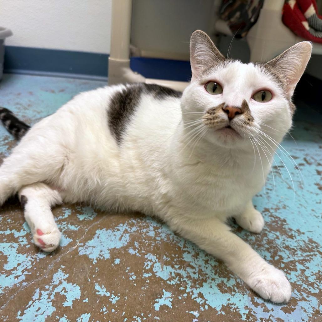 Enlarge Plato, a Adoptable mixed breed in Woodinville, WA image 2/6