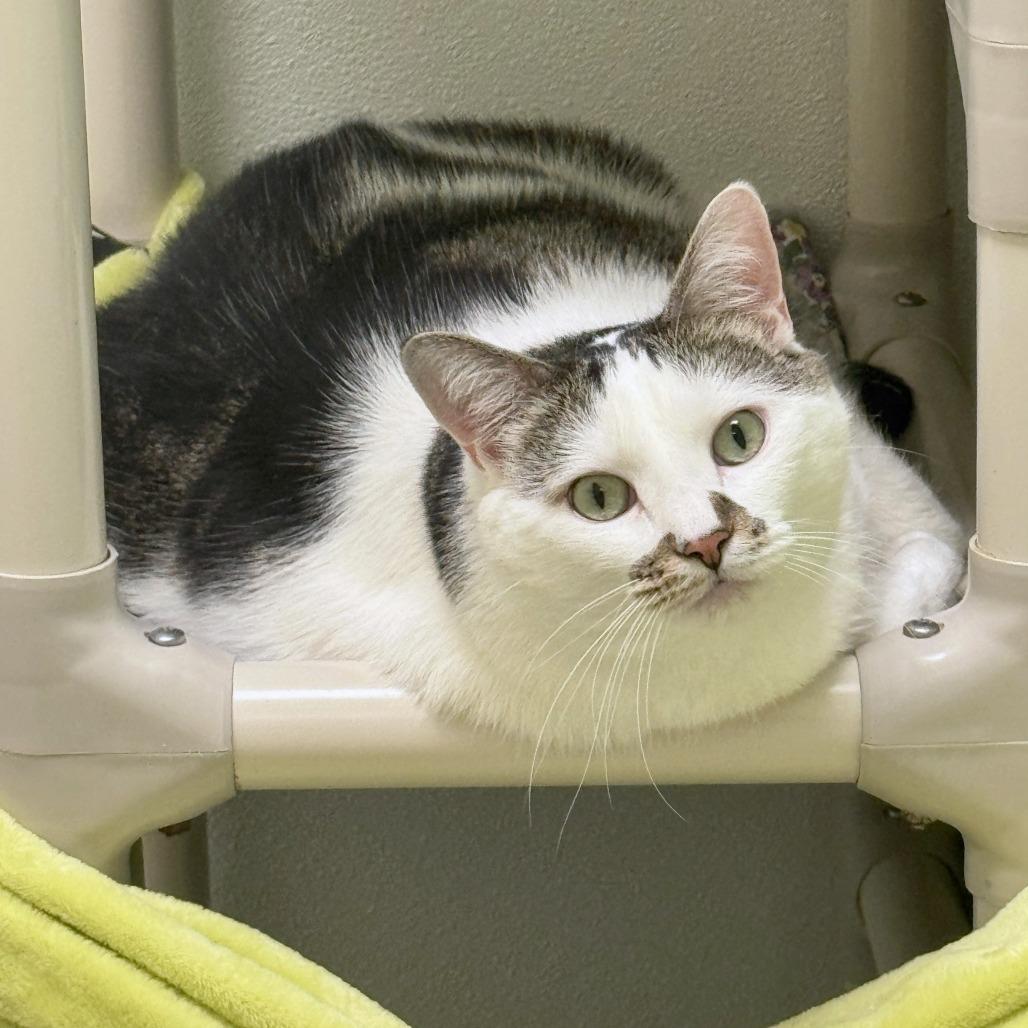 Enlarge Plato, a Adoptable mixed breed in Woodinville, WA image 3/6